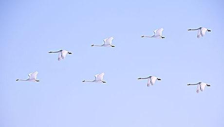 日本最大模拟游戏大会《游戏市场2024秋》11月16日开幕